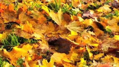 秋天的树叶，扫一扫